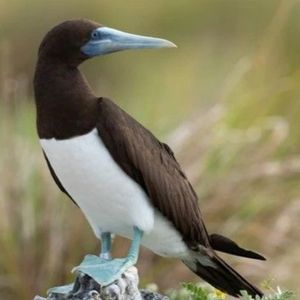 Meet your Posher, Betty